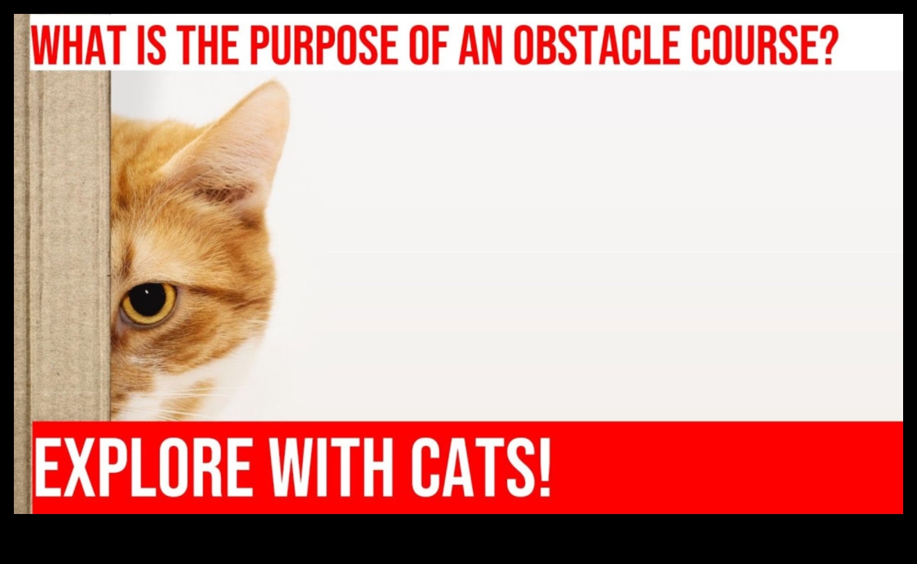 המשך טירוף הכושר החתולי: יצירת מסלולי מכשולים פנימיים