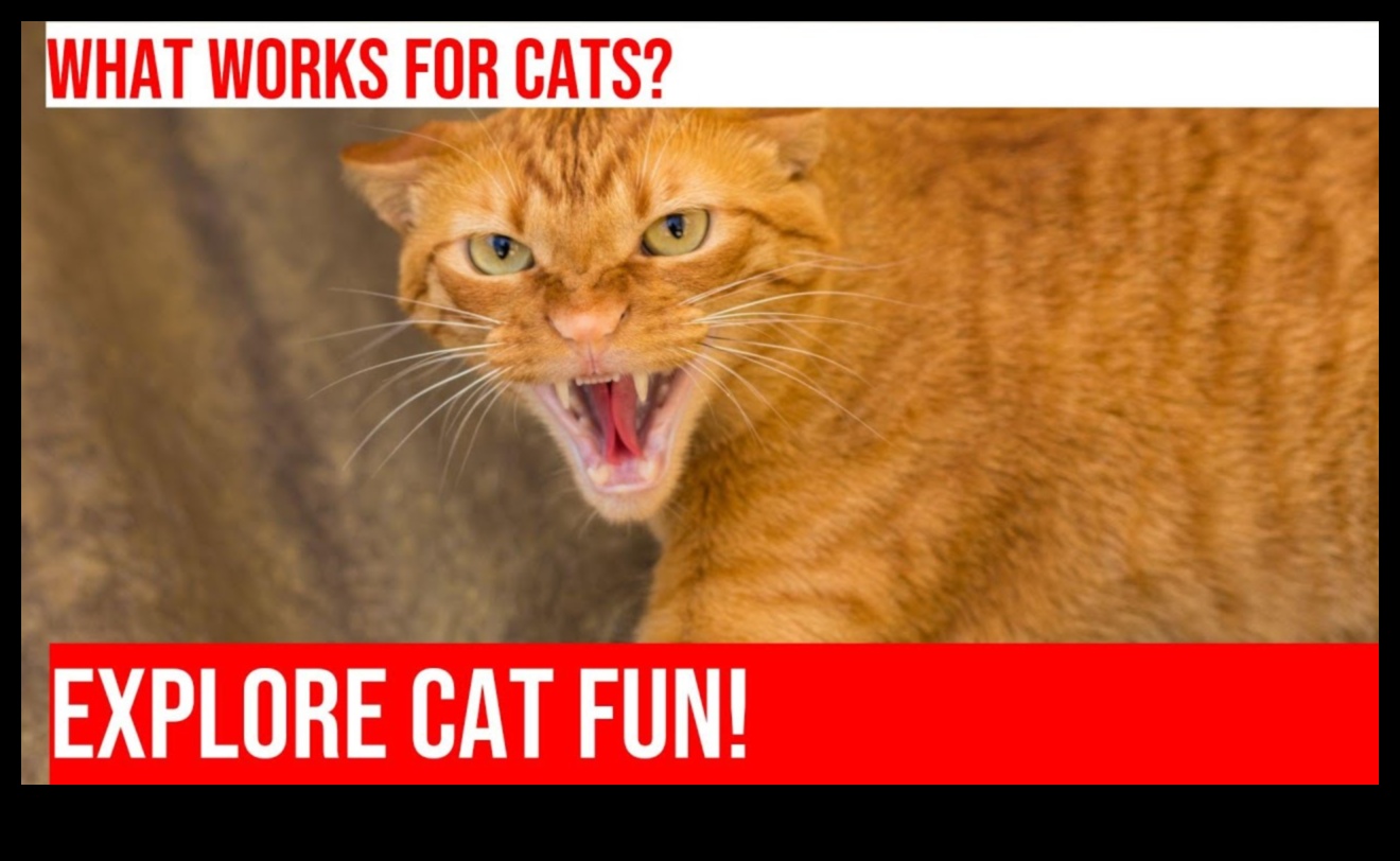 המשך טירוף הכושר החתולי: יצירת מסלולי מכשולים פנימיים