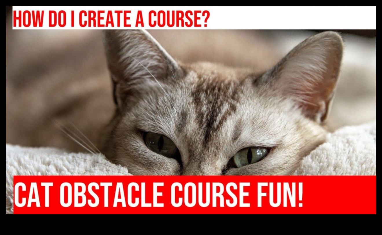 המשך טירוף הכושר החתולי: יצירת מסלולי מכשולים פנימיים