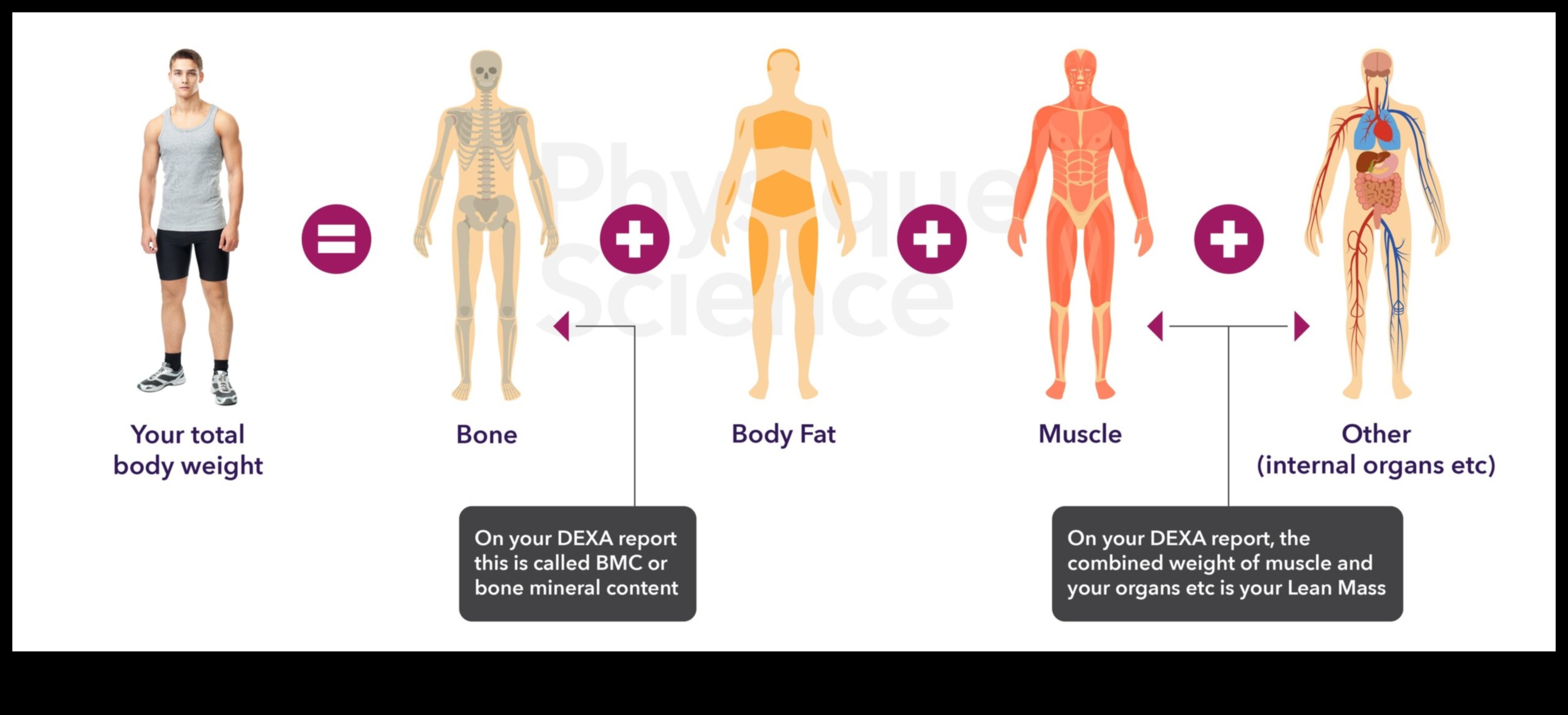 השפעת הרכב הגוף על דיאטת העלייה במשקל שלך