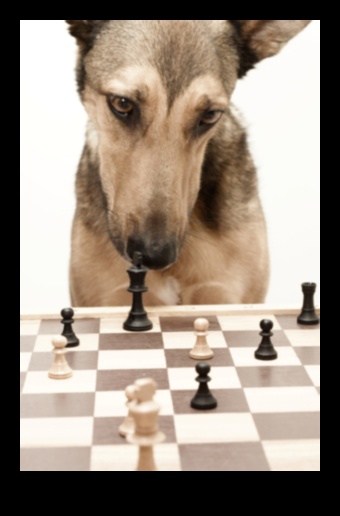 Beyond Fetch: משחקי גירוי לכלב שמח ובריא