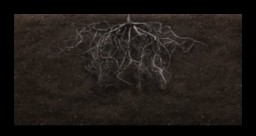 שורשי זוהר: רתימת כוחה של גננות