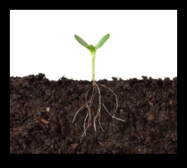 שורשי זוהר: רתימת כוחה של גננות