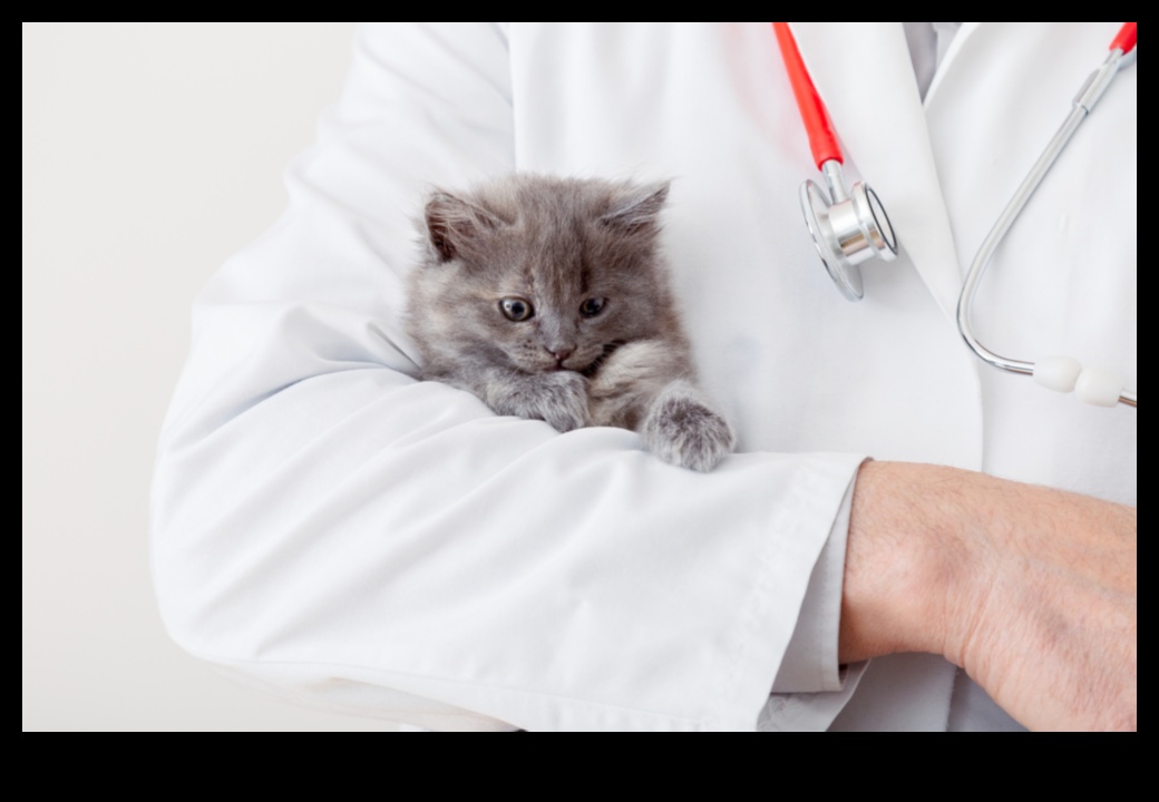 חידות קיטי: פתרון אתגרי התנהגות חתולים נפוצים