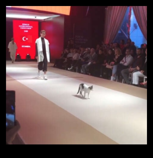 תצוגת אופנה חתולית: תלבושות אופנתיות לחתולים אופנתיים