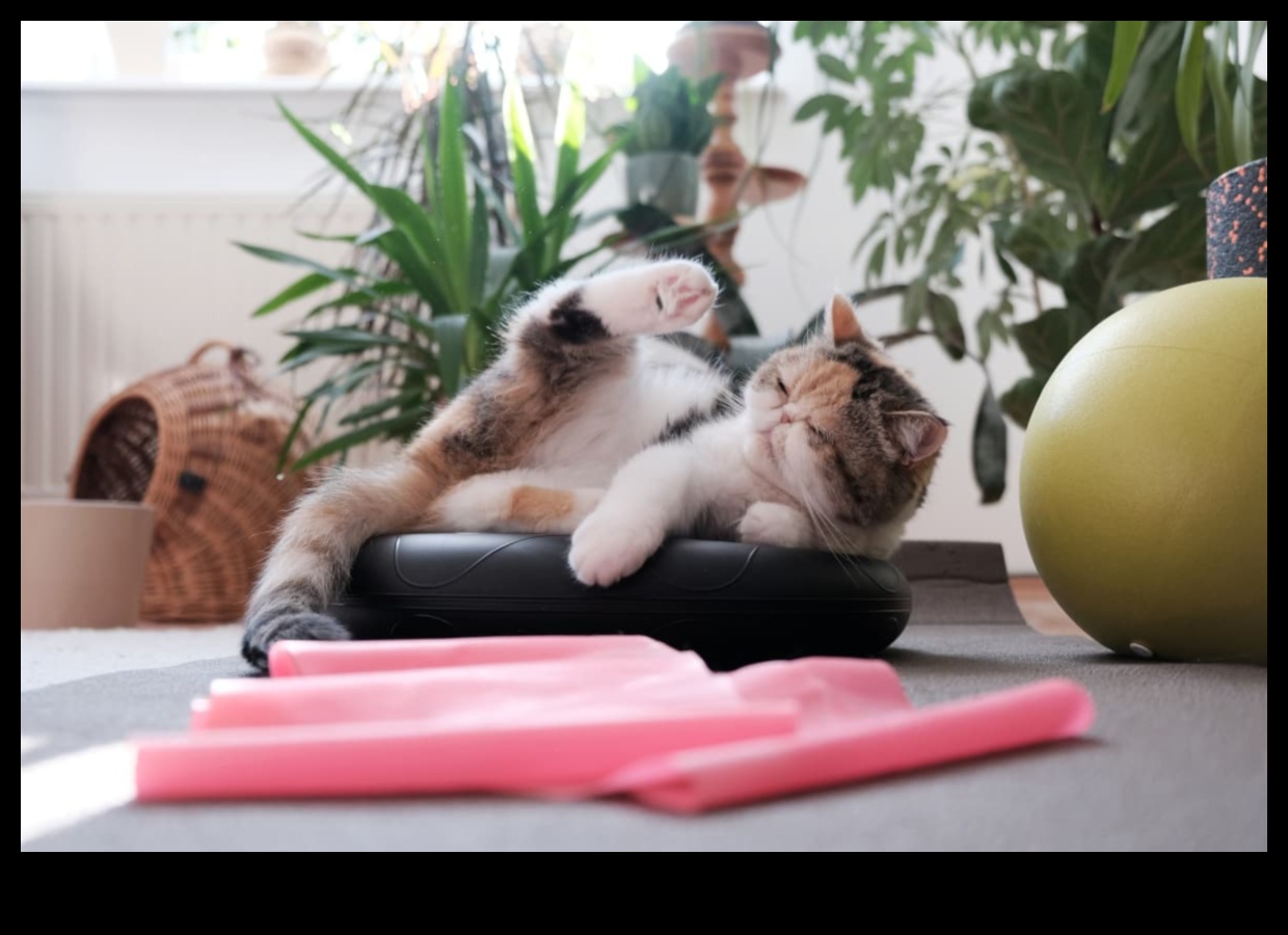 כושר חתולי: שילוב פעילות גופנית בשגרה של החתול שלך