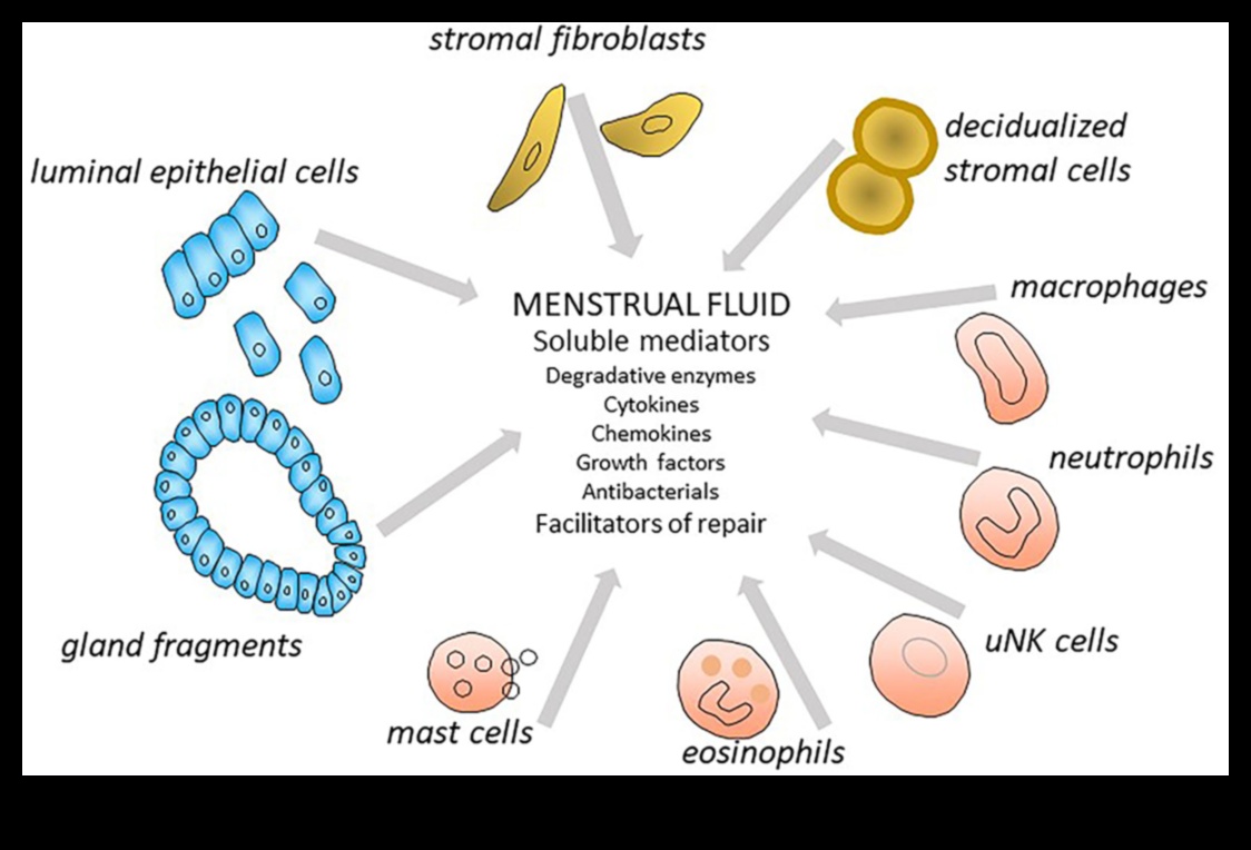חלבון ובריאות הווסת: פרספקטיבה מקיפה