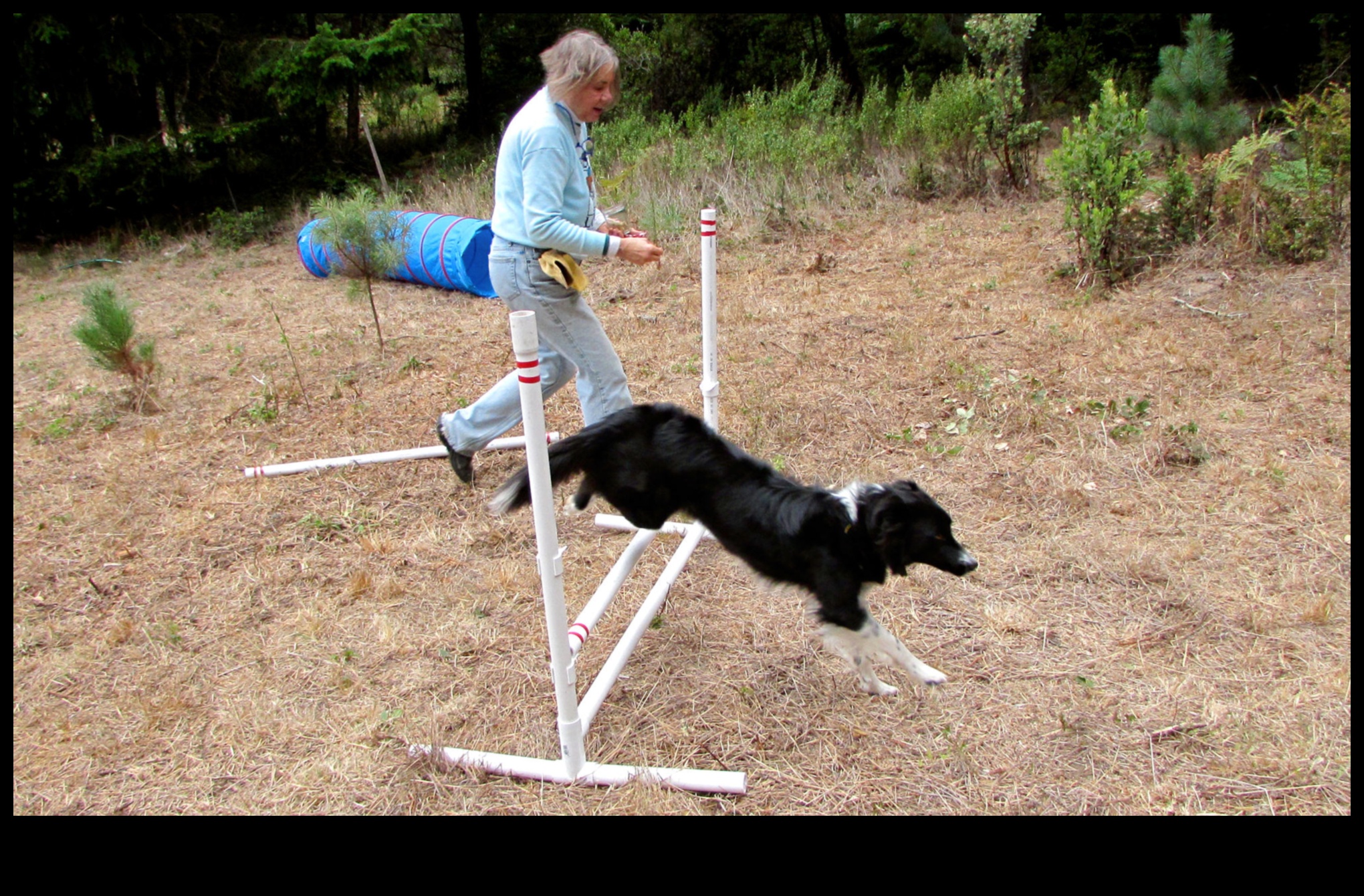 Pocket Pet Playground: מסלולי מכשולים עשה זאת בעצמך לבעלי חיים קטנים