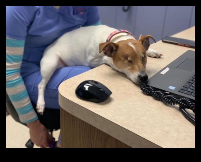 שנות הזהב: אסטרטגיות בכירות לטיפול בחיות מחמד עבור בני לוויה מזדקנים