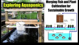 הרפתקאות אקוופוניקה: שילוב של גידול דגים וגידול צמחים