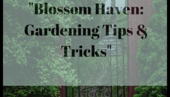 ברק פריחה: טיפים מוכחים למקלט בגן שופע