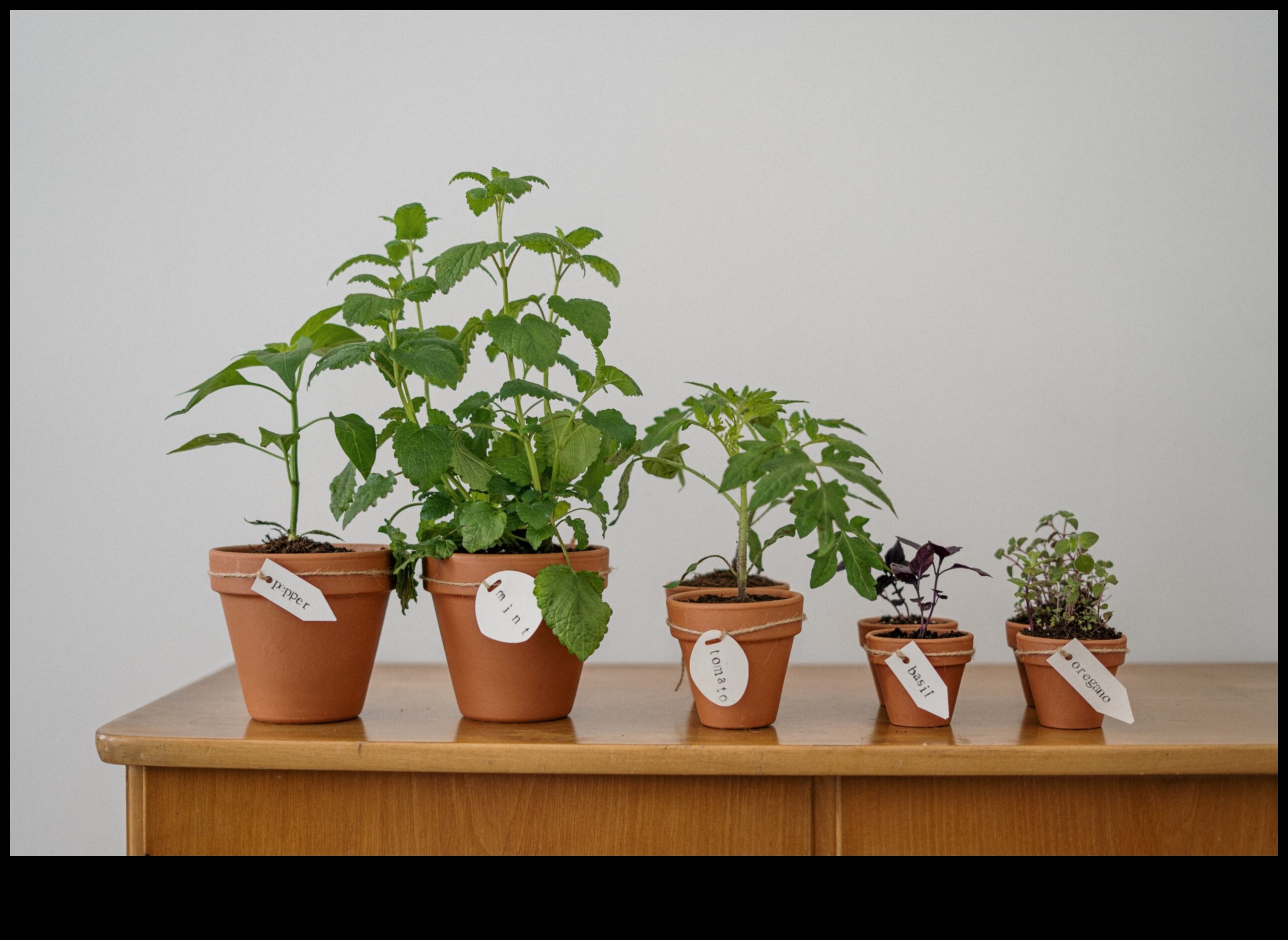 גני אקו-שיק: פלאי עשה זאת בעצמך ברי קיימא לכל חובב ירוק