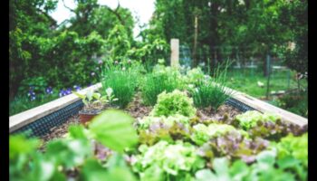 נווה מדבר אורגני: טיפוח בריאות בגן שלך