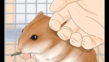 אסטרטגיות סוציאליזציה של אוגרים: בניית קשרים עם החבר הפרוותי שלך