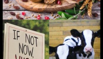 טבעונות ואכילה עונתית: רתימת כוחו של הטבע