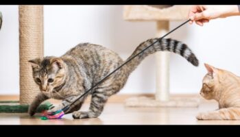 כושר חתולי: שילוב פעילות גופנית בשגרה של החתול שלך