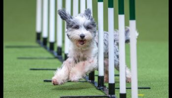 כושר עם פידו: שילוב פעילות גופנית בשגרה של הכלב שלך