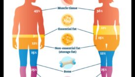 השפעת הרכב הגוף על דיאטת העלייה במשקל שלך