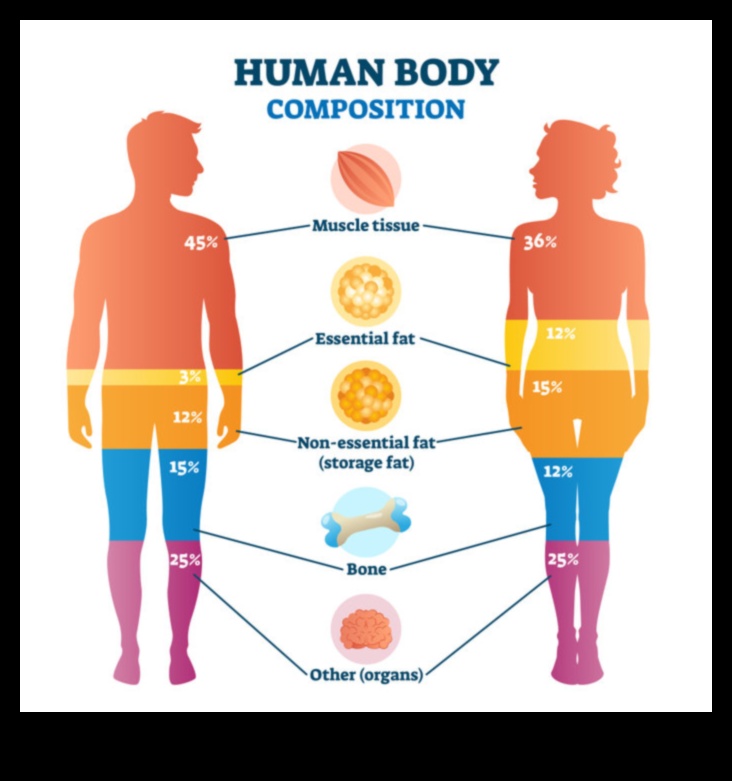 השפעת הרכב הגוף על דיאטת העלייה במשקל שלך