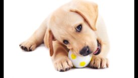 Beyond Fetch: משחקי גירוי לכלב שמח ובריא