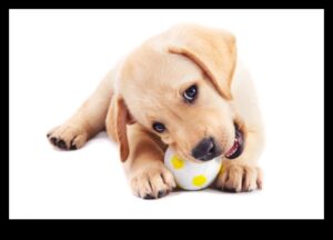 Beyond Fetch: משחקי גירוי לכלב שמח ובריא