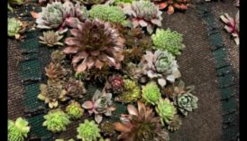 שורשי זוהר: רתימת כוחה של גננות