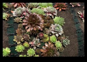 שורשי זוהר: רתימת כוחה של גננות