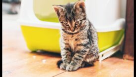 שפת הפסולת: הבנת התנהגות האמבטיה של החתול שלך