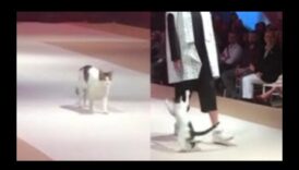 תצוגת אופנה חתולית: תלבושות אופנתיות לחתולים אופנתיים