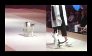 תצוגת אופנה חתולית: תלבושות אופנתיות לחתולים אופנתיים