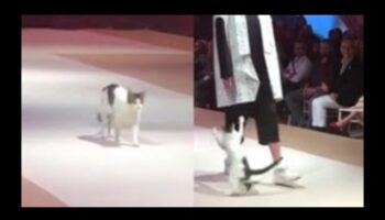 תצוגת אופנה חתולית: תלבושות אופנתיות לחתולים אופנתיים